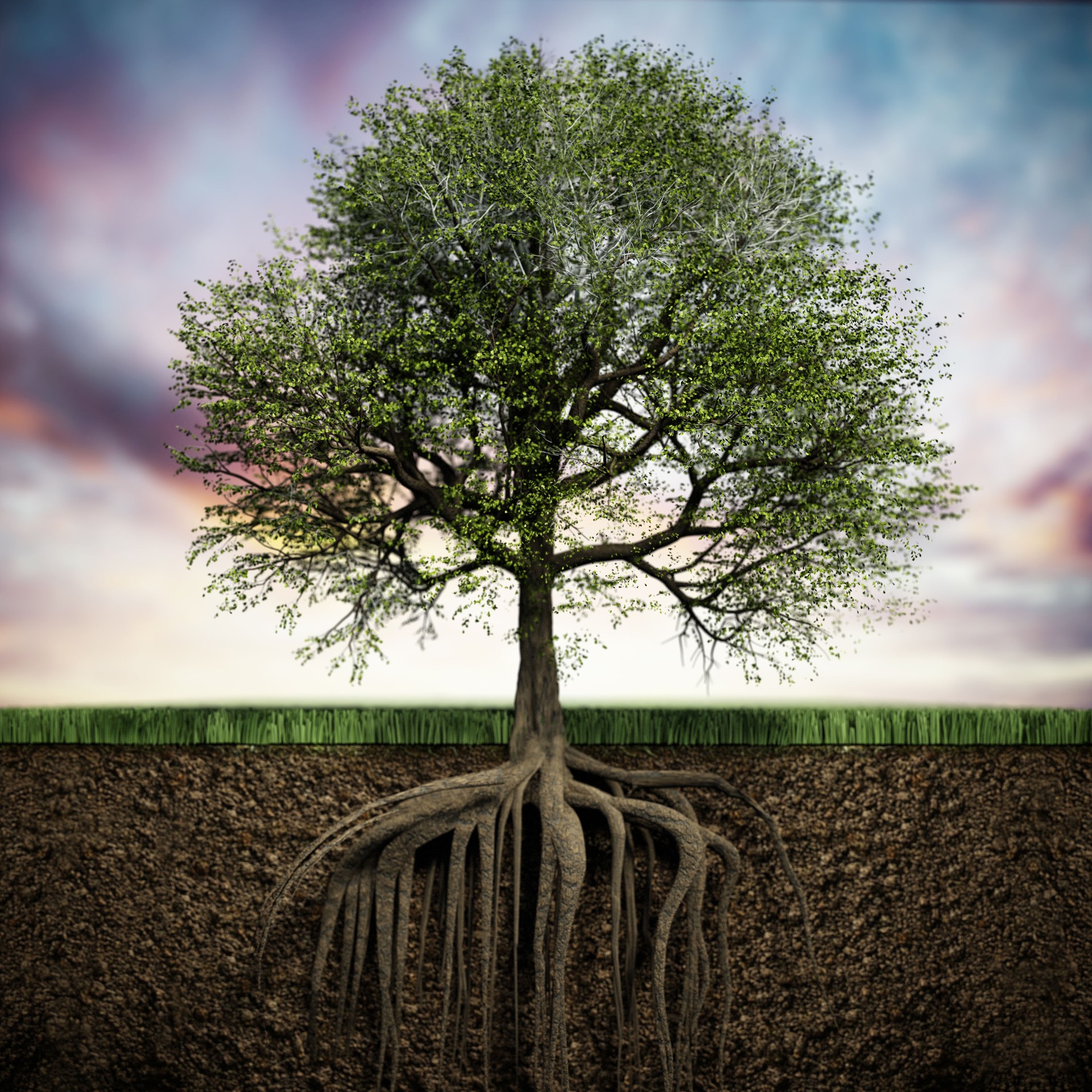 Ein majestätischer Baum mit üppig grünem Laub erhebt sich stolz über einer reichhaltigen, erdigen Bodenschicht und präsentiert seine komplizierten Wurzeln in der Abenddämmerung vor einem farbenfrohen Himmel
